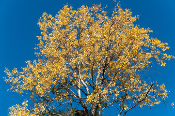Birch crown in the sky