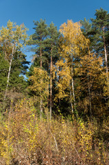Fototapeta premium Autumn forest in Russia