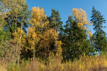 Autumn forest in Russia