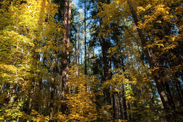 Autumn forest in Russia