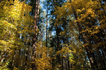 Autumn forest in Russia