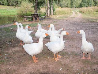 Goose in the village. Summer, Russia, Perm region