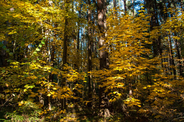 Fototapeta premium Autumn forest in Russia