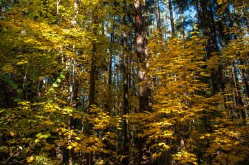 Autumn forest in Russia