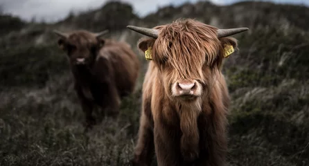 Foto op geborsteld aluminium Schotse hooglander Koe in Nederland