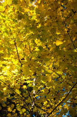 Maple leaves in autumn