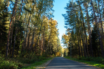 Fototapeta na wymiar Autumn forest in Russia