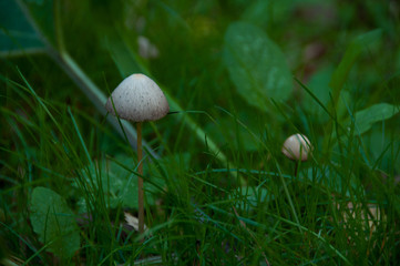 Mushrooms in the grass