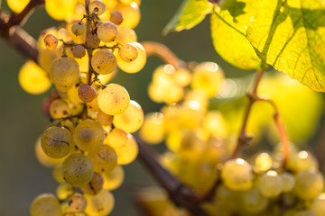 Grappes de raisin blanc en contre jour dans un vignoble en gironde