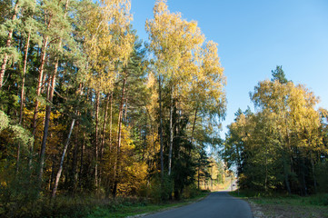 Autumn forest in Russia
