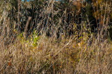 Dried flowers on the field in autumn