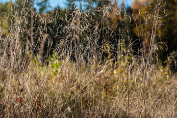 Dried flowers on the field in autumn