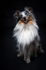 Portrait of Sheltie isolated on black background
