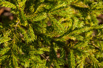 Fototapeta premium Fir branches in the forest