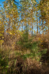 Fototapeta premium Young pine in the forest