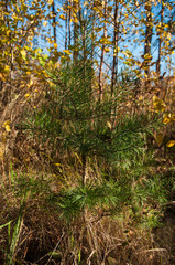 Young pine in the forest