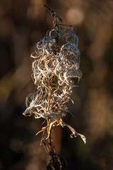 Dry flower of fireweed (Chamerion angustifolium)
