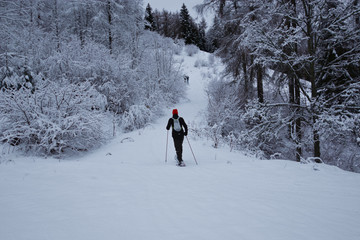 the alpinism skier, enters the forest