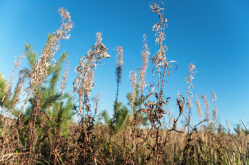 Dry flower of fireweed (Chamerion angustifolium)