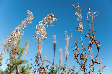 Dry flower of fireweed (Chamerion angustifolium)