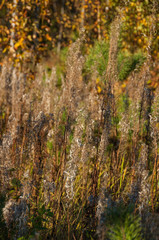Dried flowers on the field in autumn