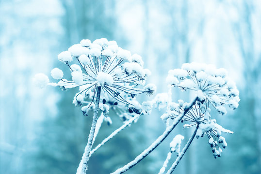 winter cold blue background with snow-covered inflorescence of a dry plant