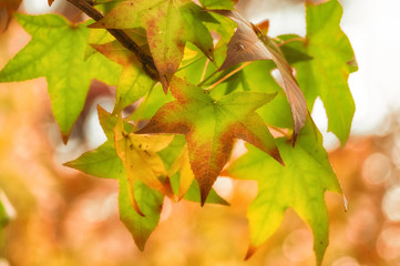 autumn leaves