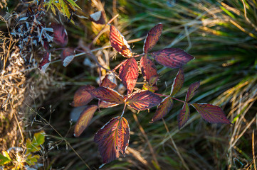 Dried flowers on the field in autumn