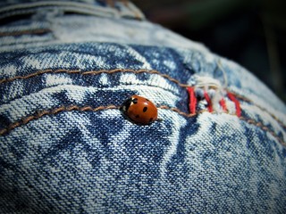 ladybug on a white background