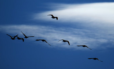 Obraz premium Wild geese on pond, road and flying.