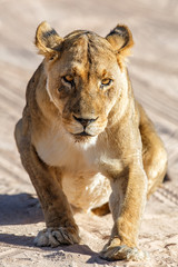 Obraz na płótnie Canvas Lioness resting in Kgalagadi Transfrontier Park in South Africa