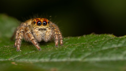 Araignée sauteuse - Carrhotus xanthogramma femelle