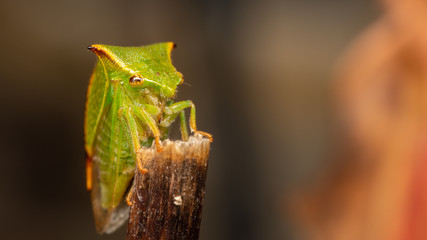 Cicadelle bison - Stictocephala bisonia