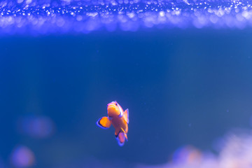 ocellaris clownfish, clown anemonefish, clownfish, false percula clownfish