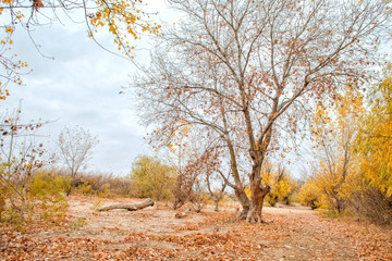 Lonely tree in the autumn wood in the cloudy afternoon.