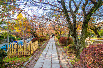 Fall Foliage of Red maple leaf leaves background on Autumn at Arashiyama, Kyoto Prefecture, Japan on November 2017