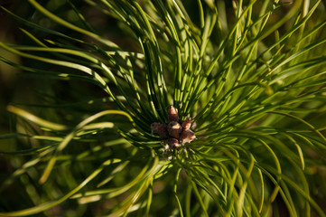 Naklejka na ściany i meble Pine branch in the forest