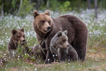 Fotobehang Brown bear mother with cubs / Ursus arctos © Marc Scharping