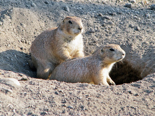 Prairie dog in the Budapest zoo