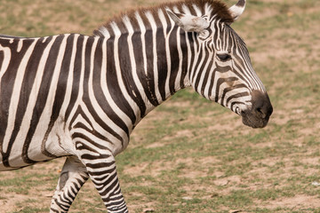 Fototapeta na wymiar Equus quagga - zebra outdoors in nature.