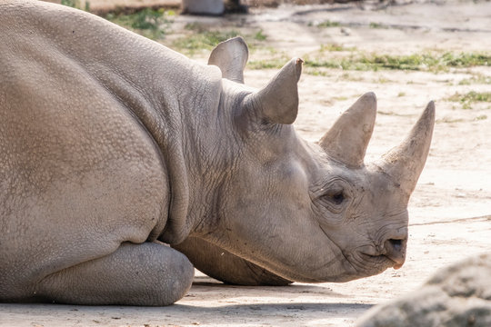 Detail of a rhinoceros head lying.