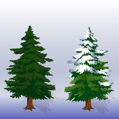 Winter illustration Two Christmas trees in the forest on a light blue background,