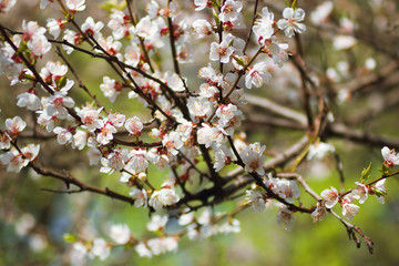 bloom