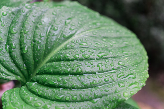 Dew drops on a leaf