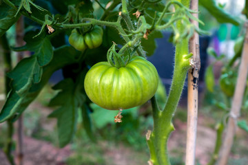 Green ripening tomatoes. Agriculture concept.