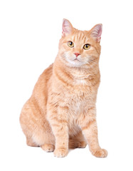Sitting red cat isolated on white background.