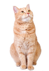 Looking up cute red cat isolated on white background. © happy_author