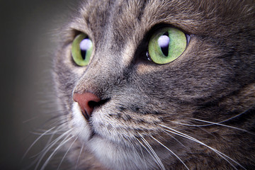 Close up portrait of gray cat with green eyes.