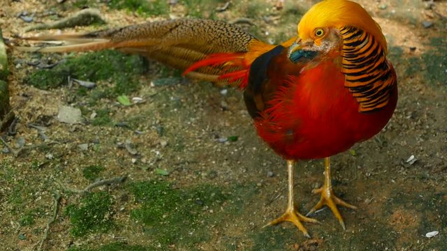 Magnificent elegant male of Chinese Red Golden pheasant, Chrysolophus Pictus outdoors. Dazzling Conspicuous Handsome wild exotic bird with Spectacular Plumage and Colorful tail Feathers in real nature