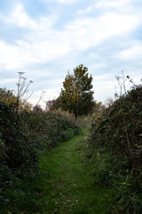 winding path on nature trail